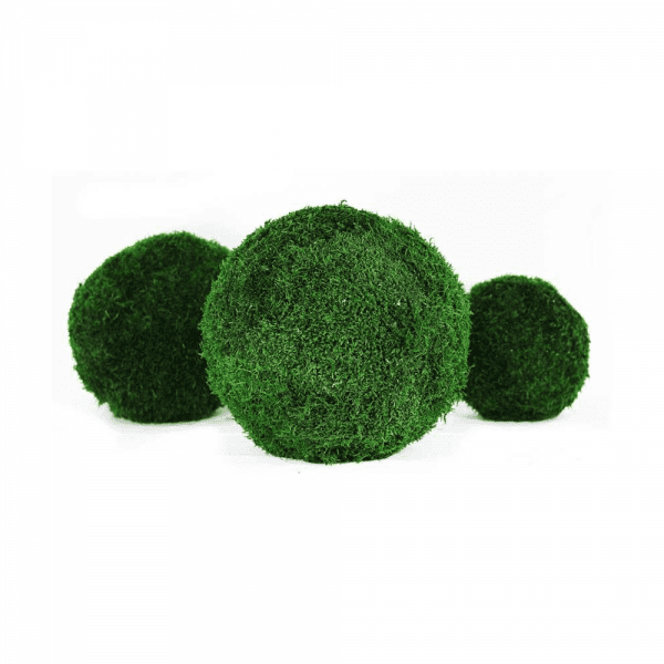 File:Decorative Moss Balls 4.jpg - Wikimedia Commons